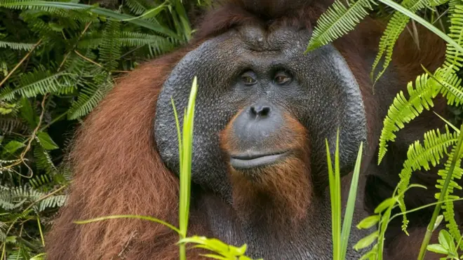 오랑우탄