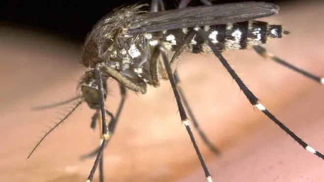 Mosquito dey cause Malaria plus even Zika virus