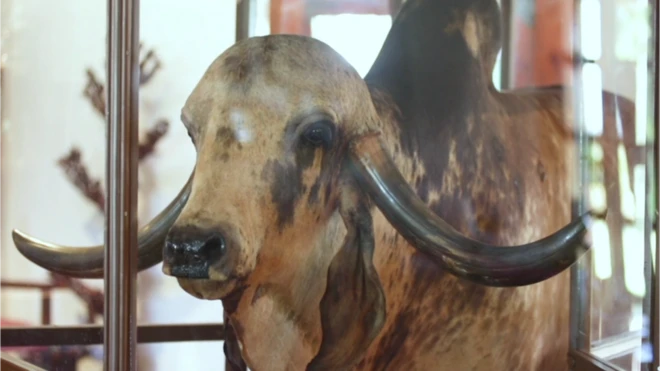 કૃષ્ણા સાંઢ