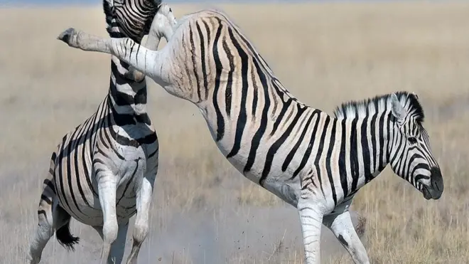 حمار وحشي يوجه ركلة بقدميه لحمار آخر