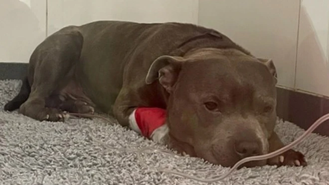 Hugo is on the road to recovery after his chocolate coin indulgence