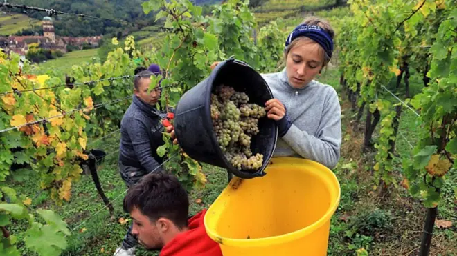 اگر شراب ناب می خواهید حواستان به تغییرات اقلیمی باشد