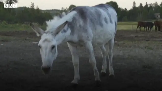 ज़ूम मीटिंग