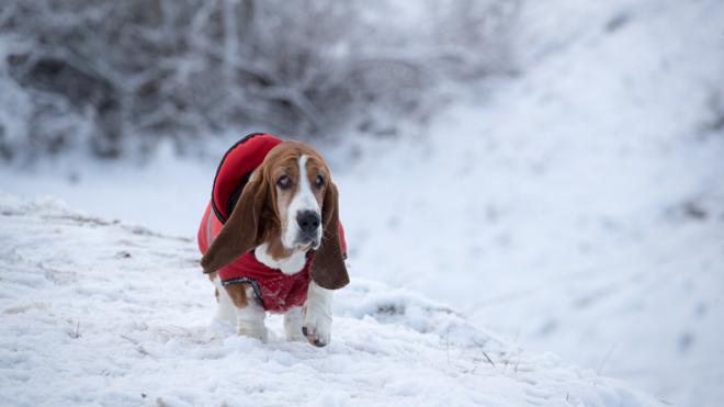 Пес в красной попонке на снегу