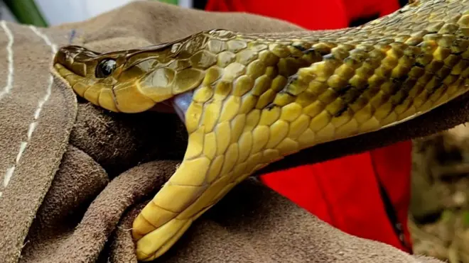 सर्पको टोकाइ।