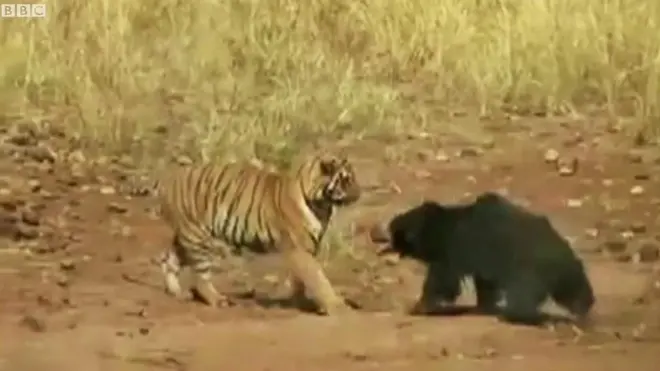 વાઘ અને રીંછ વચ્ચે દિલધડક ટક્કર