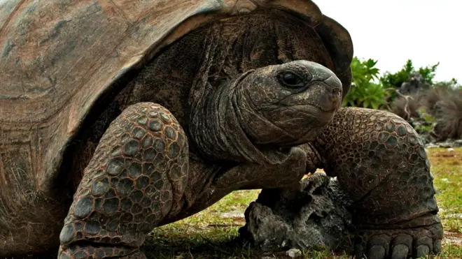 Гигантская черепаха