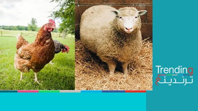 الأضحية بالطيور جائزة.. فتوى سعد الدين الهلالي تثير جدلا واسعا بمصر