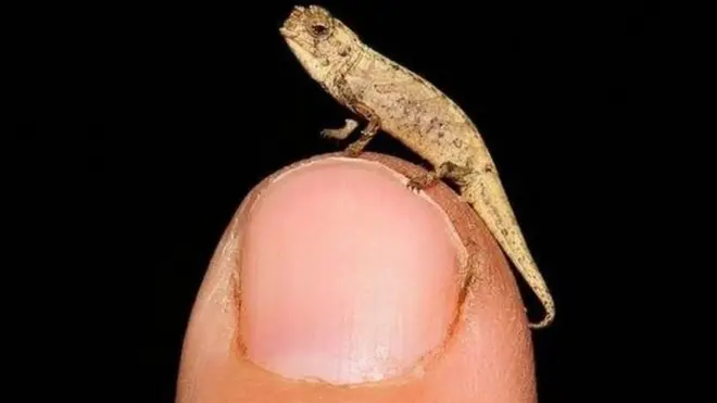 نر بروکسیا کے جسم کی لمبائی محض 13.5 ملی میٹر ہے۔