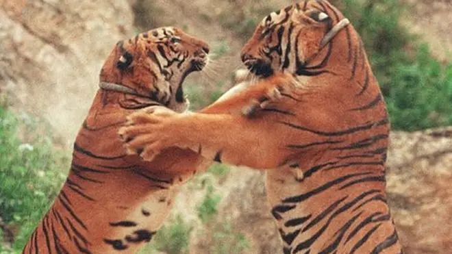 बाघ, कान्हा राष्ट्रीय पार्क, मध्य प्रदेश