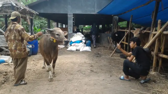 Nur Agis Aulia, pedagang hewan ternak dari Sapi Rakyat, memotret seekor sapi yang hendak dijual.