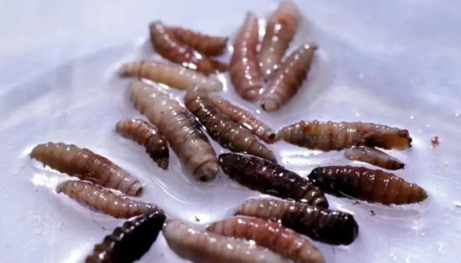 እቲ 'ኒው ዎርልድ ስክሩዎርም' ዝብል ስያመ ዝተዋህቦ ተሃዋስያን፡ ካብ ኤል ሳልቫዶር ናብ ኣመሪካ ኣብ ዝተመልሰ ሕሙም ከም ዝተረኸበ ክፍሊ ጥዕናን ሰብኣዊ ኣገልግሎትን እታ ሃገር ሓቢሩ።