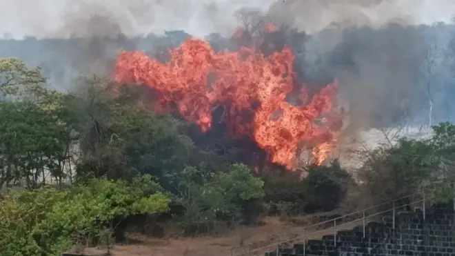 நீலகிரி காட்டுத்தீ: பல ஆயிரம் ஏக்கர் வரையிலான காடுகள் சேதம் - காரணம் யார்?