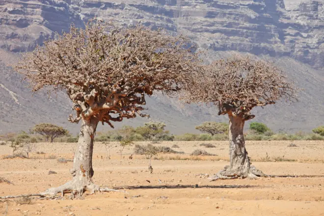 Waxaa jira laba waji oo muhiim u ah mashruuca, sida uu qabo Professor Binghe Wang oo ka mid cilime baarista.
