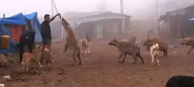 Nama, waraabessaa, sareen guyyaa magaalaa Masalaa keessatti yeroo walga'an