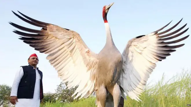 సారస్ కొంగ