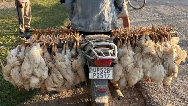 కోళ్ల అక్రమ రవాణా