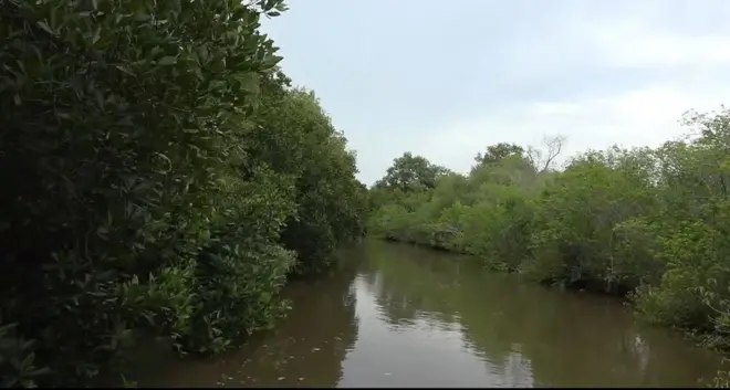 మడ అడవులు