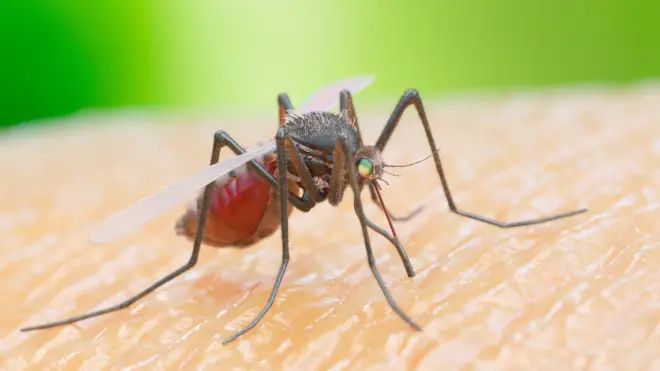 Dengue