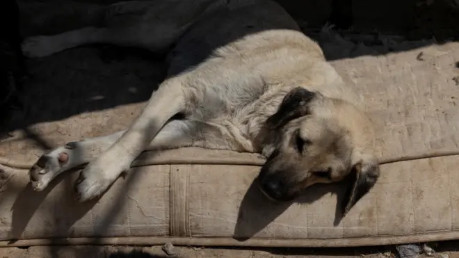 Sokak köpeği sokağa bırakılmış bir yatağın üzerinde yatıyor.
