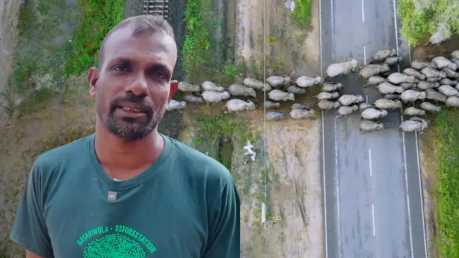 අඹන්පොල ගැටදිවුල ප්‍රදේශයෙන් බස් මාර්ගය සහ දුම්රිය මාර්ගය හරහා ගමන් කරන අලිඇතුන්ට චමින්ද කුමාර පාර මාරු වීම සඳහා උපකාර කරයි.