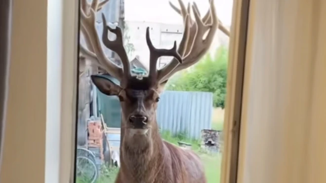 Олень в дверях будинку 