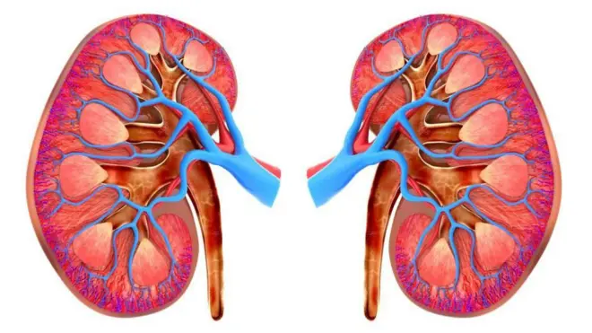 ఆరోగ్యం, కిడ్నీలు, మూత్రపిండాలు, లాన్సెట్ అధ్యయనం