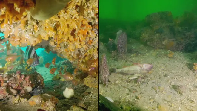 Pre i posle: Cvetanje algi na australijskom grebenu