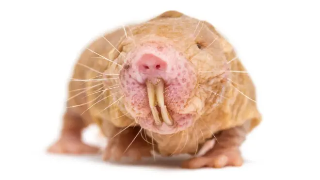 پژوهشی در دانشگاه تونجی چین نشان داده که موش کور برهنه دارای سازوکاری ویژه برای ترمیم دی‌ان‌ای است