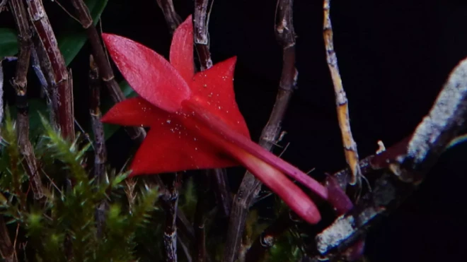 Красный цветок на ветке