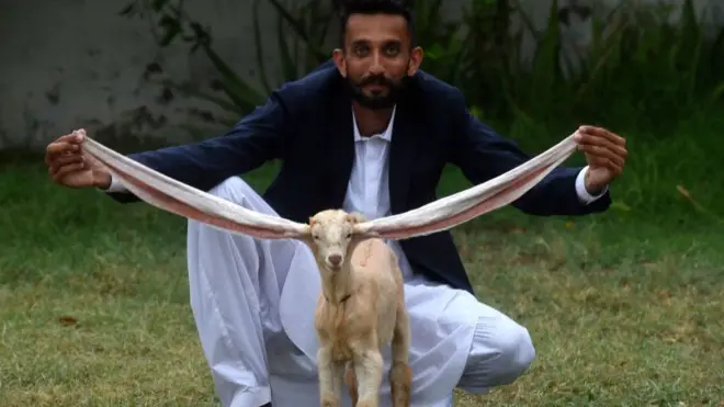 Simba's ears being held up by his proud owner - Pakistani goat breeder Mohammad Hasan Narejo