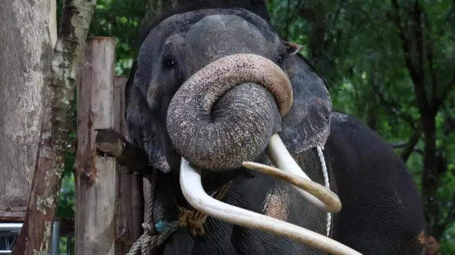 මුතුරාජා