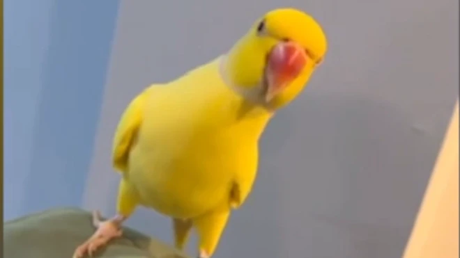 డ్రగ్స్, చిలుక, కొకైన్