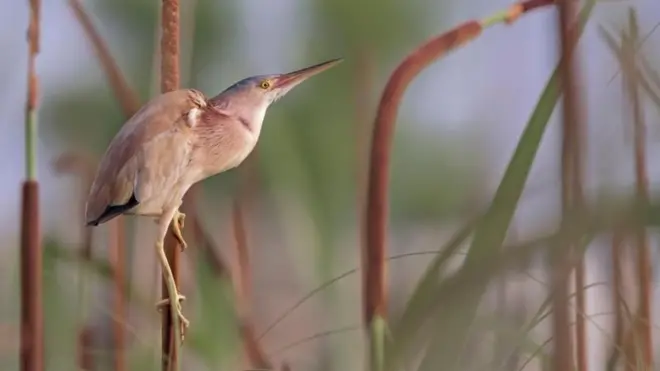 দেশে কমছে জলচর পাখির সংখ্যা