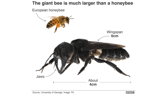 Size comparison of Wallace's giant bee and a European honeybee