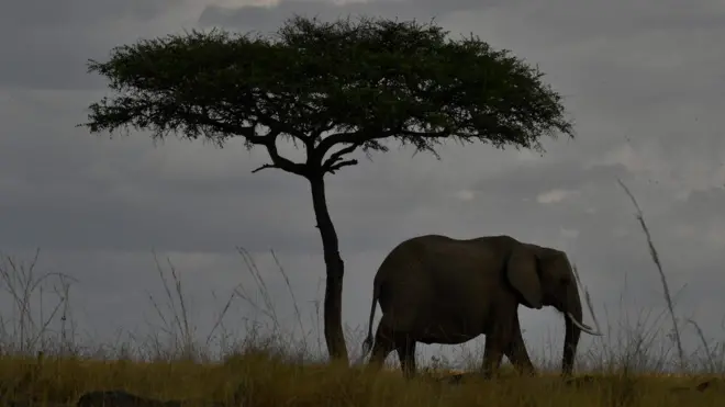 Численность африканских слонов стремительно снижается из-за охоты
