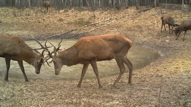 Водопій - місце, навколо якого крутиться життя. У тому числі й шлюбні ігри