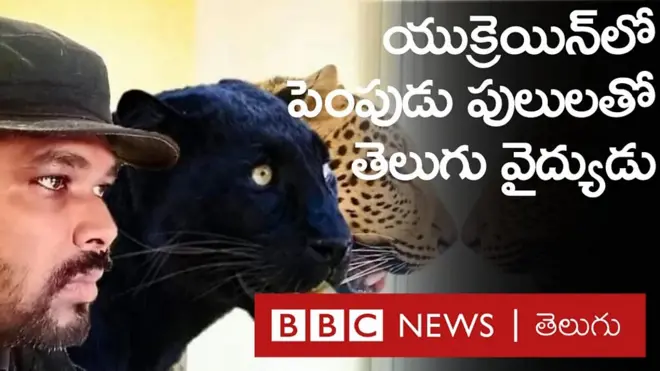 చిరంజీవి స్ఫూర్తితో పులుల్ని పెంచుకుంటూ, యుక్రెయిన్‌లో చిక్కుకున్న తెలుగు డాక్టర్