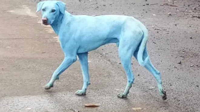 los perros azules tienen problemas de piel