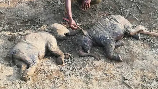 නිවුන් අලි