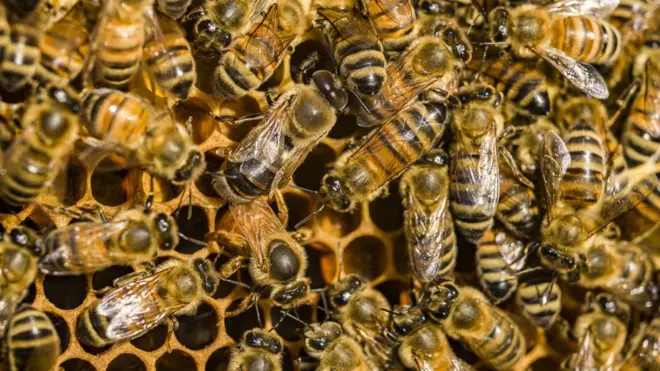 Honeybee venom contains anti-cancer properties