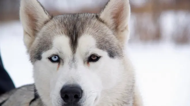 Anjing jenis huskies Siberia