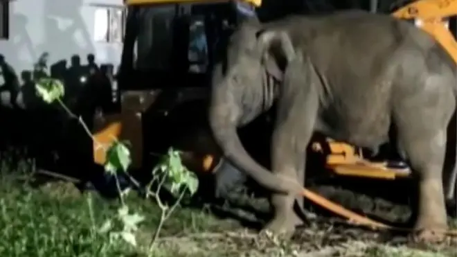 గున్న ఏనుగు