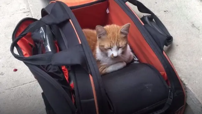 На території резиденції Вселенського патріарха живуть десятки коті