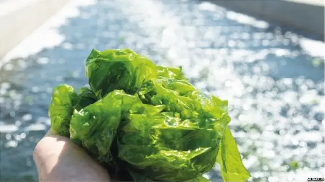 समुद्री शैवाल