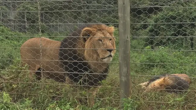 አንድሪያና ጃኖን የሚያሳይ ምስል