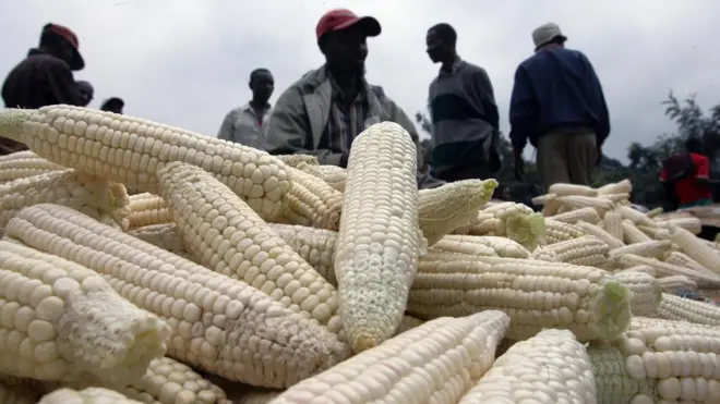 Maize don scarce for Kenya since April dis year