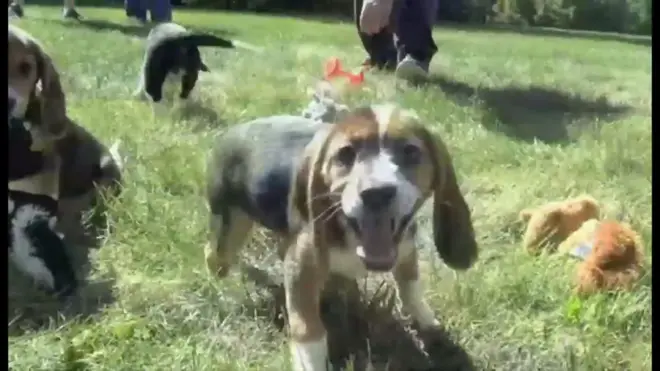 体外受精で犬繁殖に成功　世界初