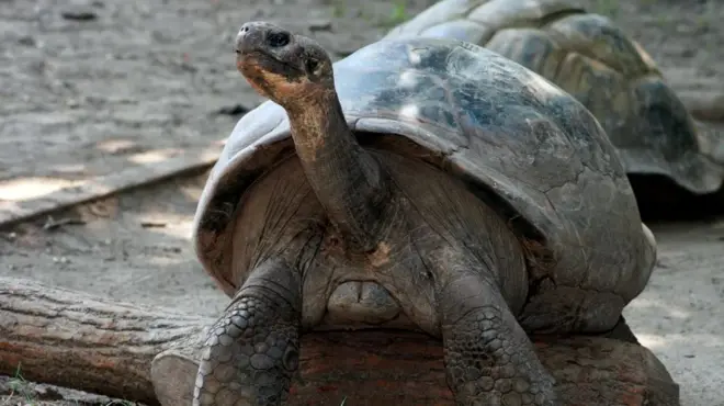 galapagoska kornjača