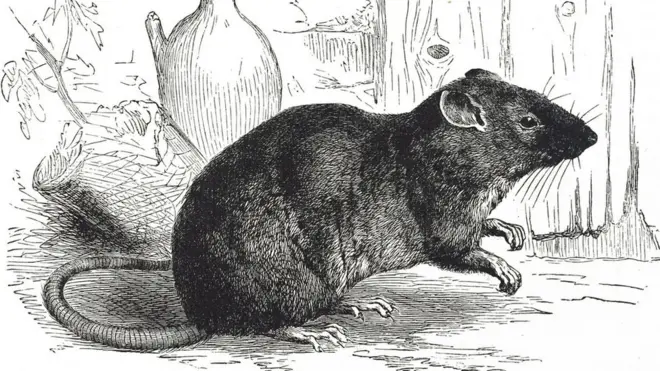 صورة تعود إلى القرن التاسع عشر لفأر نرويجي، يشار إليه أحيانا باسم الفأر المعتاد أو فأر الشوارع أو فأر هانوفر أو فأر الموانئ